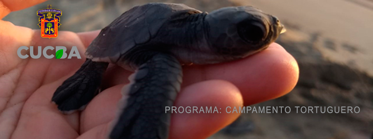 tortugas